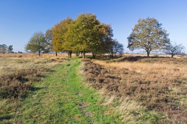 Meşe araziler Drenthe, Hollanda