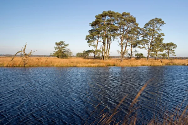Göl ile pines, Hollanda — Stok fotoğraf