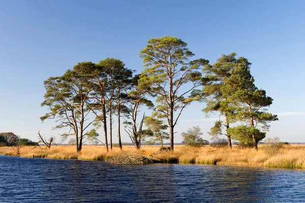 Shallow lake with pines in Drenthe, Netherlands — Stock Photo, Image