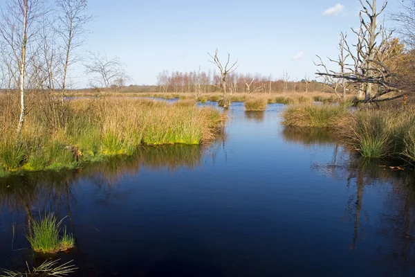 Sjön med döda träd, Nederländerna — Stockfoto