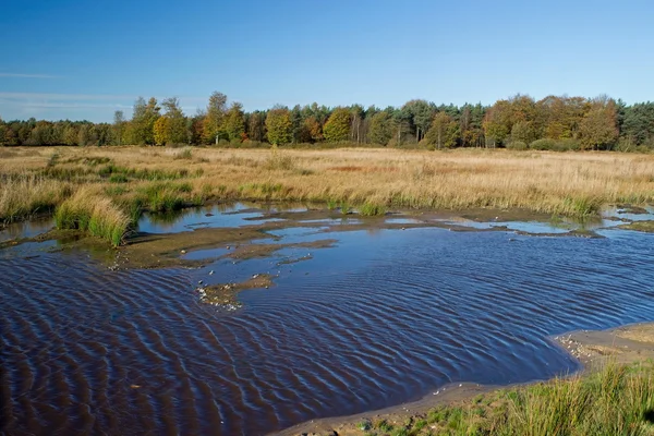 Ondiep meer en bomen in Drenthe, Netherlands — Stockfoto