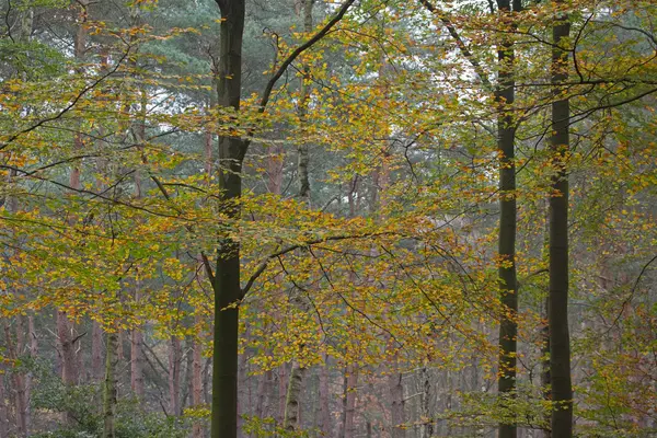 Floresta de faia no outono no Veluwe, Países Baixos — Fotografia de Stock