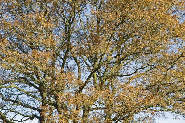 Kroon van herfst eiken boom in Loenermark, Nederland — Stockfoto