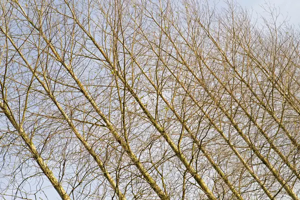 Bare trunks of birch, Netherlands — Stock Photo, Image
