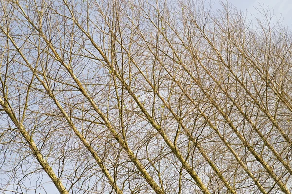 Bare trunks of birch, Netherlands — Stock Photo, Image