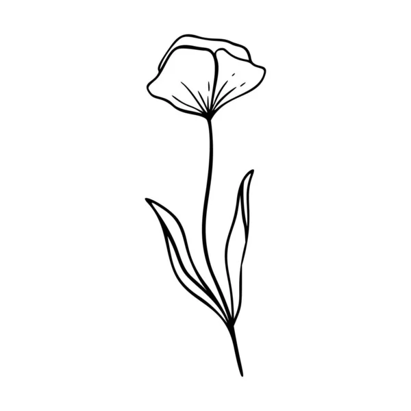 Poppy Περίγραμμα Χέρι Που Στοιχείο Λογότυπο Βότανα Doodle Βοτανική Εικόνα — Διανυσματικό Αρχείο