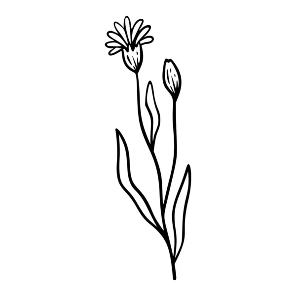 Cornflower Contour Dessiné Main Élément Logo Herbes Doodle Icône Botanique — Image vectorielle