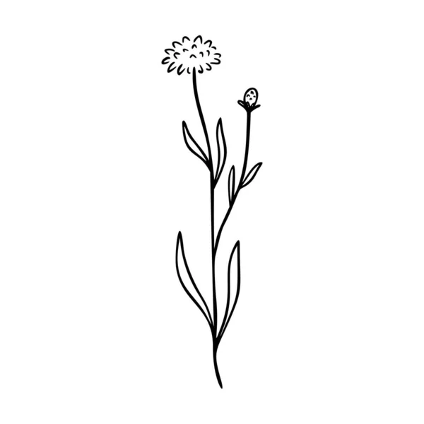 Cornflower Contour Dessiné Main Élément Logo Herbes Doodle Icône Botanique — Image vectorielle