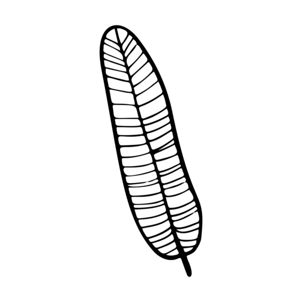 Illustration Vectorielle Stylisée Feuille Banane Doodle Illustration Feuillage Tropical Décoratif — Image vectorielle