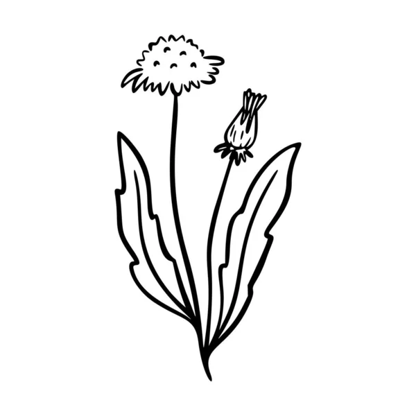 Dandelion Contour Dessiné Main Élément Logo Herbes Doodle Icône Botanique — Image vectorielle