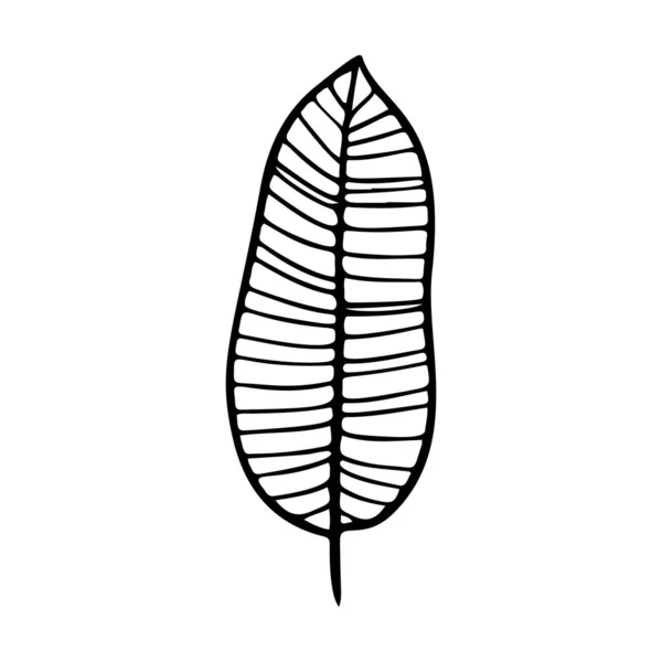 バナナの葉型ベクトルイラスト 装飾的な熱帯の葉の落書きのイラスト 白地に孤立したヤシの木の葉 — ストックベクタ