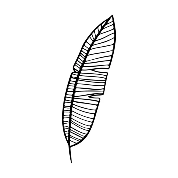 Feuilles et fruits de banane. Illustration vectorielle — Image vectorielle