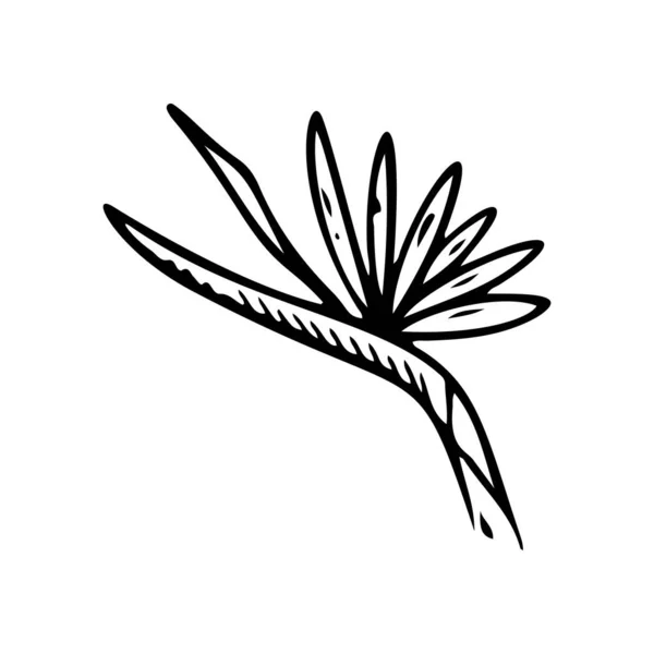 Heliconia Flower Outline Strelitzia Line Art Vector Illustration Isolated White — Stock Vector