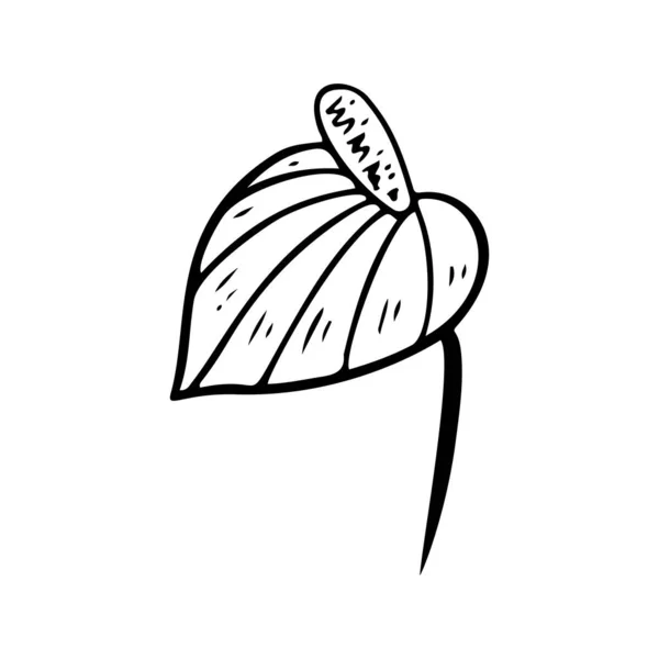 Σιλουέτα Ανθούριο Λουλούδι Τροπικό Φυτό Ανθικό Στοιχείο Doodle Περίγραμμα Anthurium — Διανυσματικό Αρχείο