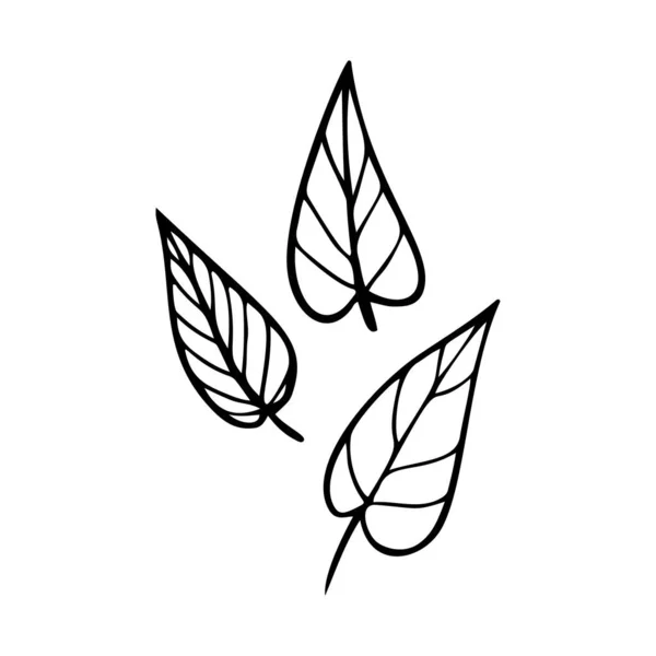 フィロデンドロンの葉型ベクトルイラスト 装飾的な熱帯の葉の落書きのイラスト 白い背景に孤立したヤシの木のフィロデンドロンの葉 — ストックベクタ