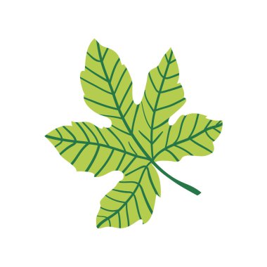 İncir vektör çizimi. İncir, tohum ve yaprakların yarısı çizgi film tarzında. Beyaz arkaplanda izole.