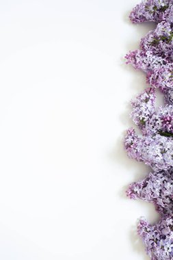 Beyaz arkaplanda kopyalama alanı olan leylak dalları.