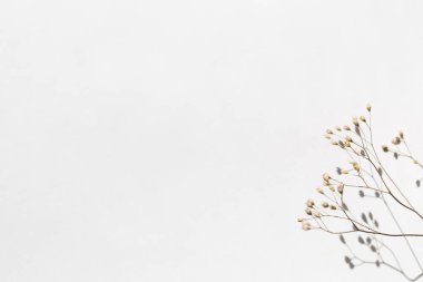 Bej rengi kurumuş çiçekli arka plan ve beyaz üzerine gölgesi.