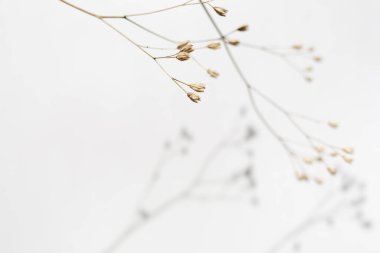 Bej rengi kurumuş çiçekli arka plan ve beyaz üzerine gölgesi.