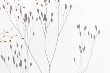 Bej rengi kurumuş çiçekli arka plan ve beyaz üzerine gölgesi.