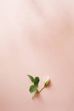 Gül çiçeği şeftali rengi arka plan. Doğum günü için tebrik kartı maketi. İlkbahar yaz Anneler Günü..