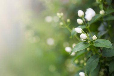 Çiçekli yasemin çalısı ve kopyalama alanı olan çiçek arkaplanı. Bahçedeki çiçekler.