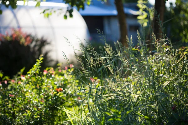 Tuin Het Dorp Zonnige Dag Bloemkwekerij Bloembedden — Stockfoto