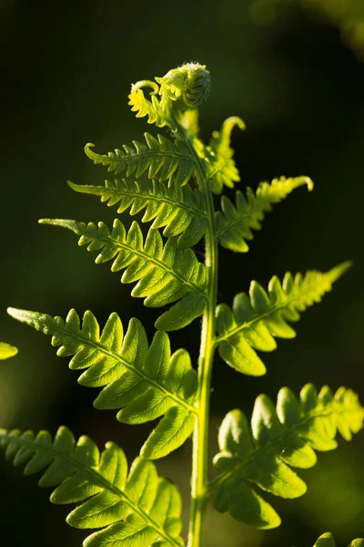 Zielone Liście Paproci Bliska Letnie Tło Pionowe — Zdjęcie stockowe