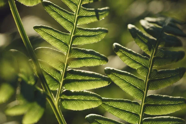 Feuille Fougère Verte Fermer Fond Vertical Été — Photo