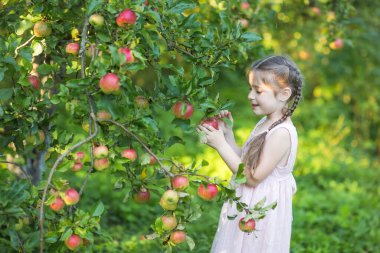 child plucks apple from tree in garden in summer