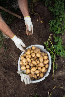 harvest. man dig potatoes. summer in countryside. eco-friendly product. top view.