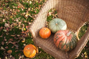 Hasır koltukta yeşil ve turuncu balkabakları var. Sonbahar hasat zamanı. Doğal sonbahar arkaplanı