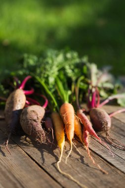 taze organik sebzeler havuç ve pancar yeşil çimlerin üzerinde yatar. Üst Manzara. hasat.
