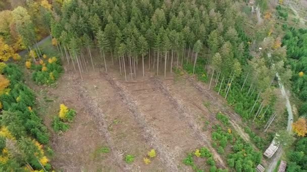 Avskogning Döda Träd Och Skogsavverkning Flygbild — Stockvideo