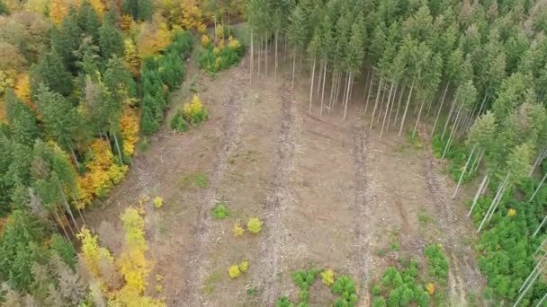 Αποψίλωση Των Δασών Νεκρά Δέντρα Και Δάση Dieback Εναέρια Άποψη — Αρχείο Βίντεο