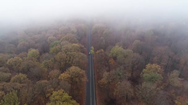 Nebbia Una Strada Attraverso Bosco — Video Stock