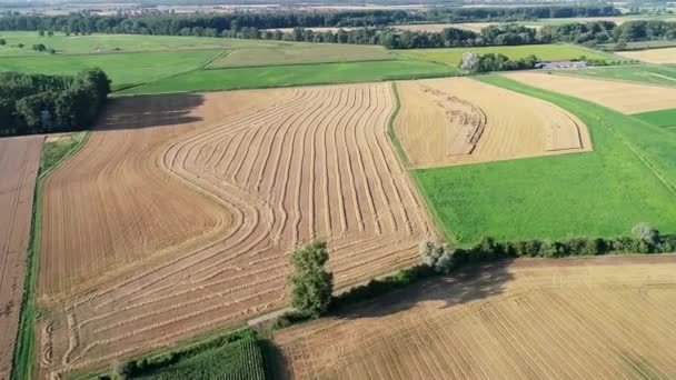 Campos Agrícolas Campos Colhidos Vista Aérea Tiro Rastreamento — Vídeo de Stock