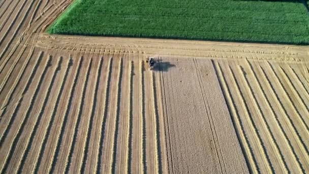 小麦畑で収穫機を組み合わせる トラッキングショット — ストック動画