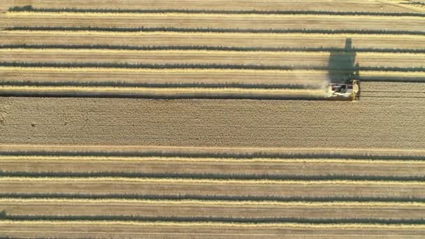 Комбайн Пшеничному Полі Аерофотозйомка Відстеження Пострілу — стокове відео