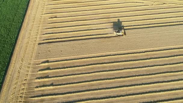 Combine Colheitadeira Campo Trigo Vista Aérea Tiro Rastreamento — Vídeo de Stock