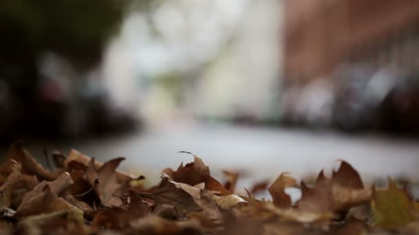 Leaves on the street - autumnal urban scene, traffic and cars — Stock Video