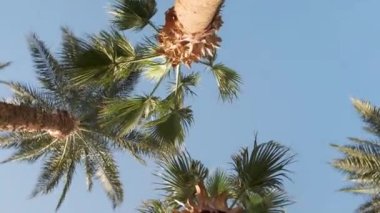 Mavi gökyüzüne karşı uzun avuçlar. Tropikal uzun palmiyeler etrafında kamera hareketi. Mavi gökyüzü arkaplanı. Mavi arkaplanda yeşil yapraklar.