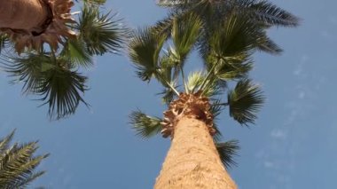 Mavi gökyüzüne karşı uzun avuçlar. Tropikal uzun palmiyeler etrafında kamera hareketi. Mavi gökyüzü arkaplanı. Mavi arkaplanda yeşil yapraklar.