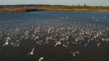 Kuru sarı sazlıklar, yeşil ağaçlar, açık mavi gökyüzü, parlak güneş. Birçok martı dalgalar olmadan sakin suyun üzerinde uçar. Nehrin üzerinde akşam batımı. Sudaki ahşap çardak..