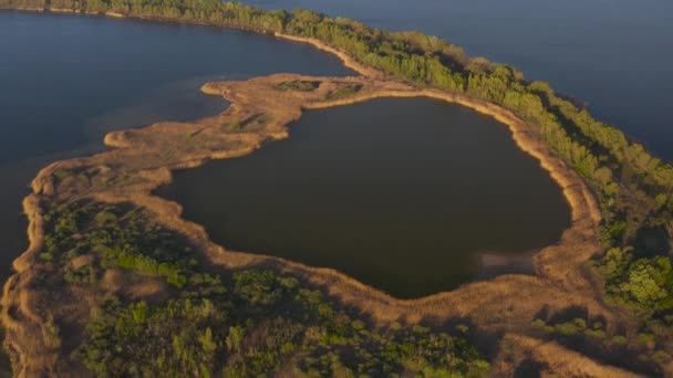 Droge Gele Riet Groene Bomen Heldere Blauwe Lucht Heldere Zon — Stockvideo