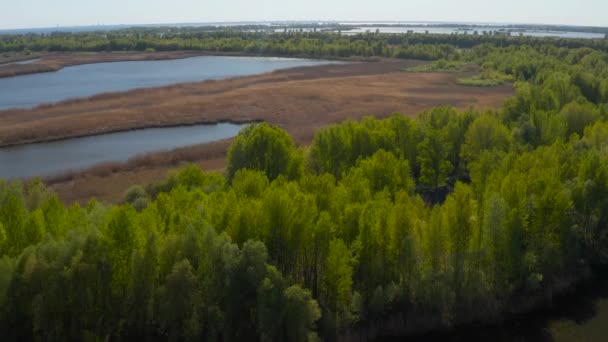 乾燥した黄色の葦 緑の木々 澄んだ青い空 明るい太陽 波のない穏やかな水の上を飛ぶ多くのカモメ 川の上の夕日 水の上に木製の展望台 — ストック動画