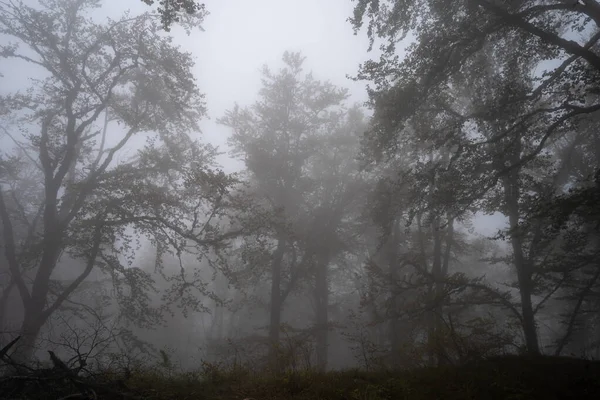 Silhuetas Das Árvores Floresta Enevoada Montanha Dia Nevoeiro Assustador Outono — Fotografia de Stock