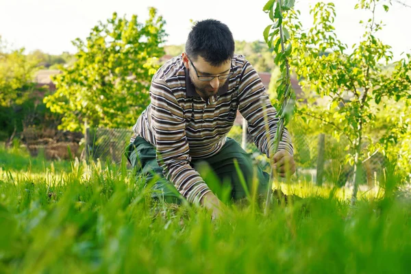 Ung Vuxen Kaukasisk Man Växter Frukt Som Arbetar Fältet Sin — Stockfoto