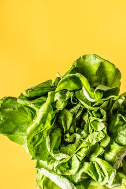 Sarı zemin üzerinde taze organik marul ve kopyalama alanı