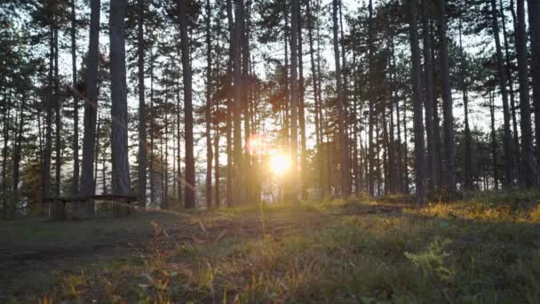 Oldalnézetben Katonai Katona Álcázó Egyenruhában Fut Erdőben Napfényes Este Letérdel — Stock videók